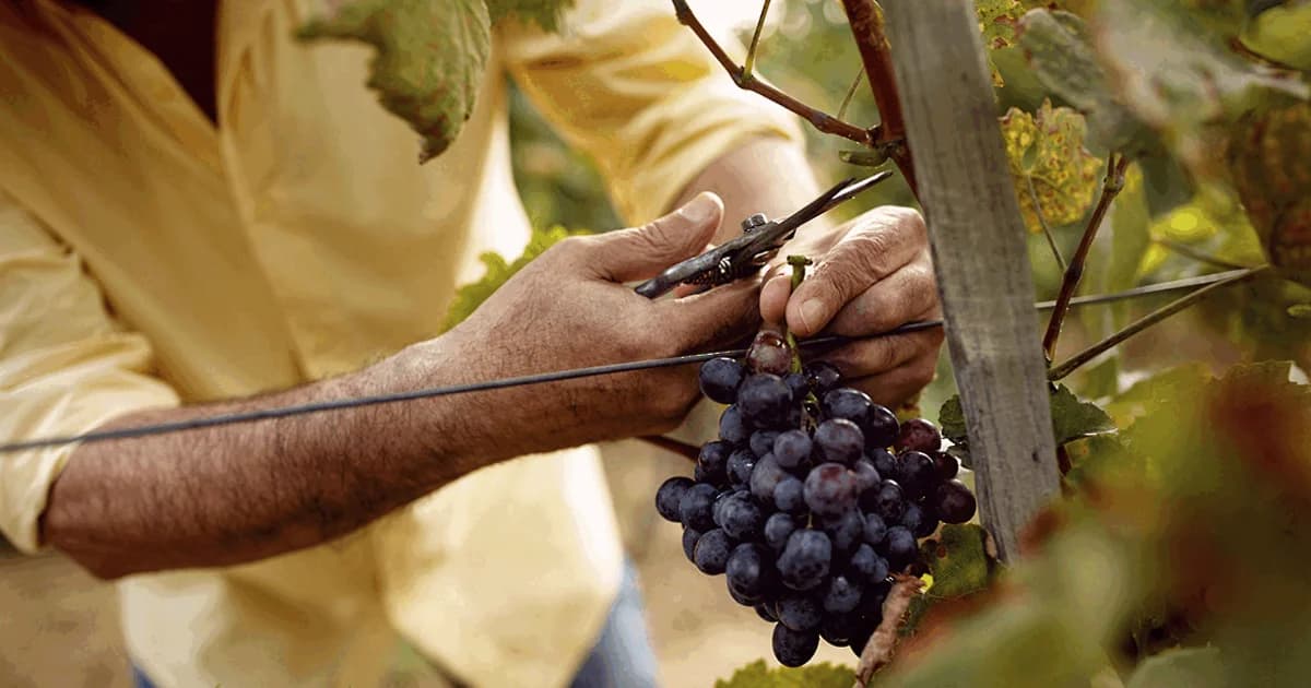 Kend dine druer med H.J. Hansen Vin