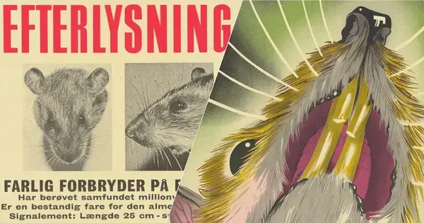 Rotten og byen - rottebekæmpelse, velfærd og hverdag i 1900-tallets København