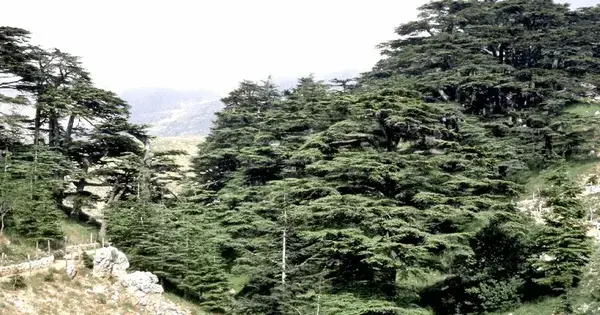 The Lebanese cedar forest and the Egyptian desert