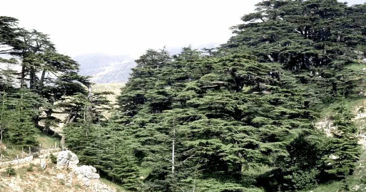 The Lebanese cedar forest and the Egyptian desert