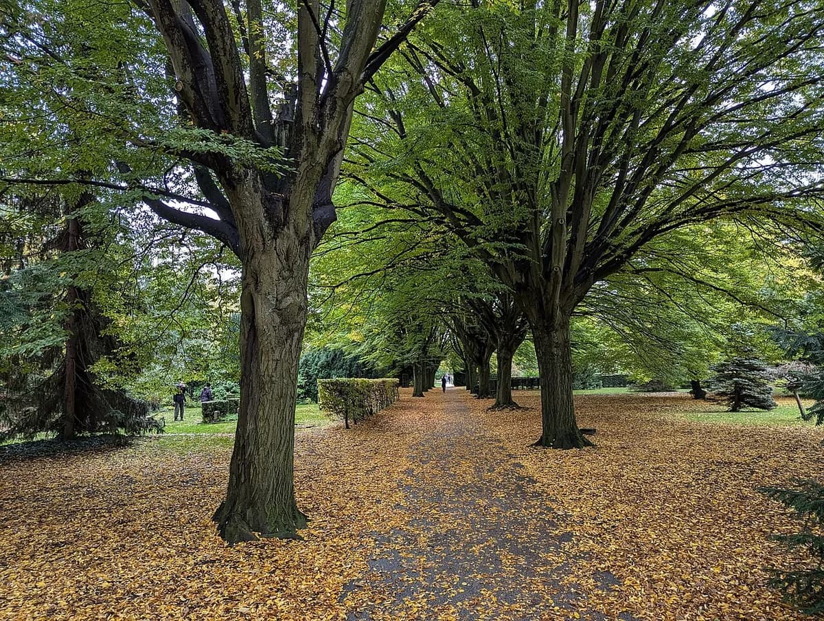 A leaf-covered path lined with large trees in a cemetery park.