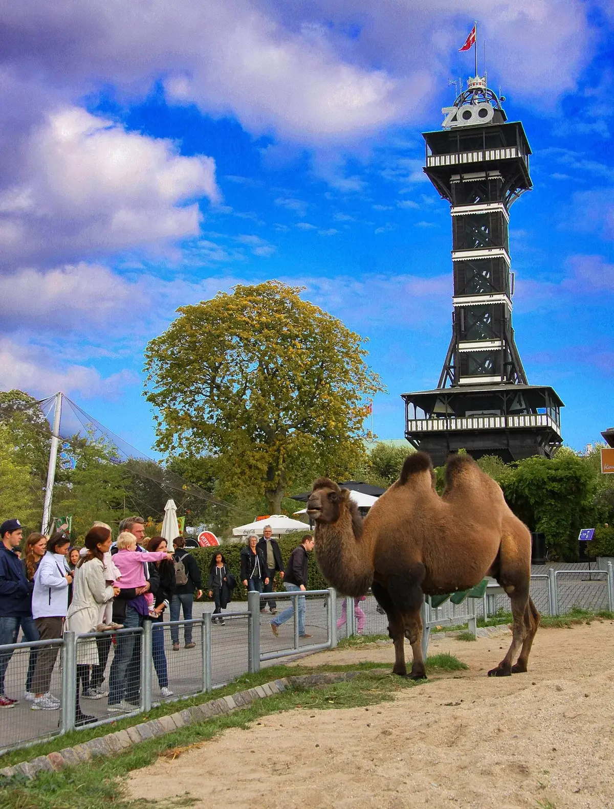 Camel standing at Copenhagen Zoo with Zoo Tower in the background