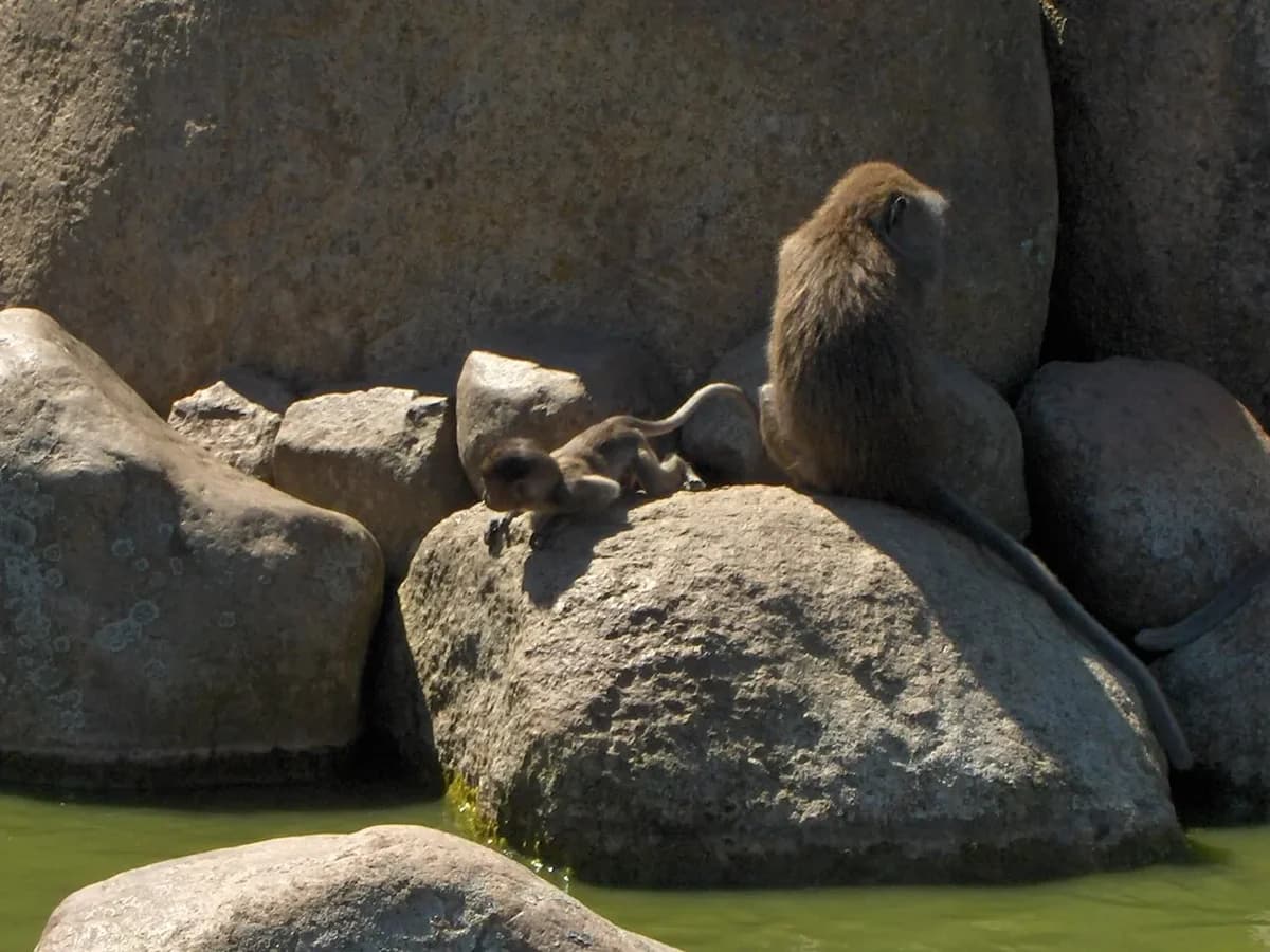 Monkeys sitting on rocks near water at a zoo